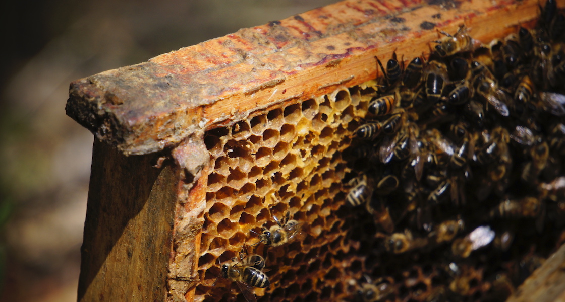 Pszczoły sercem ekosystemu