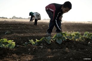 Pestycydy zagrażają zdrowiu dzieci w Polsce