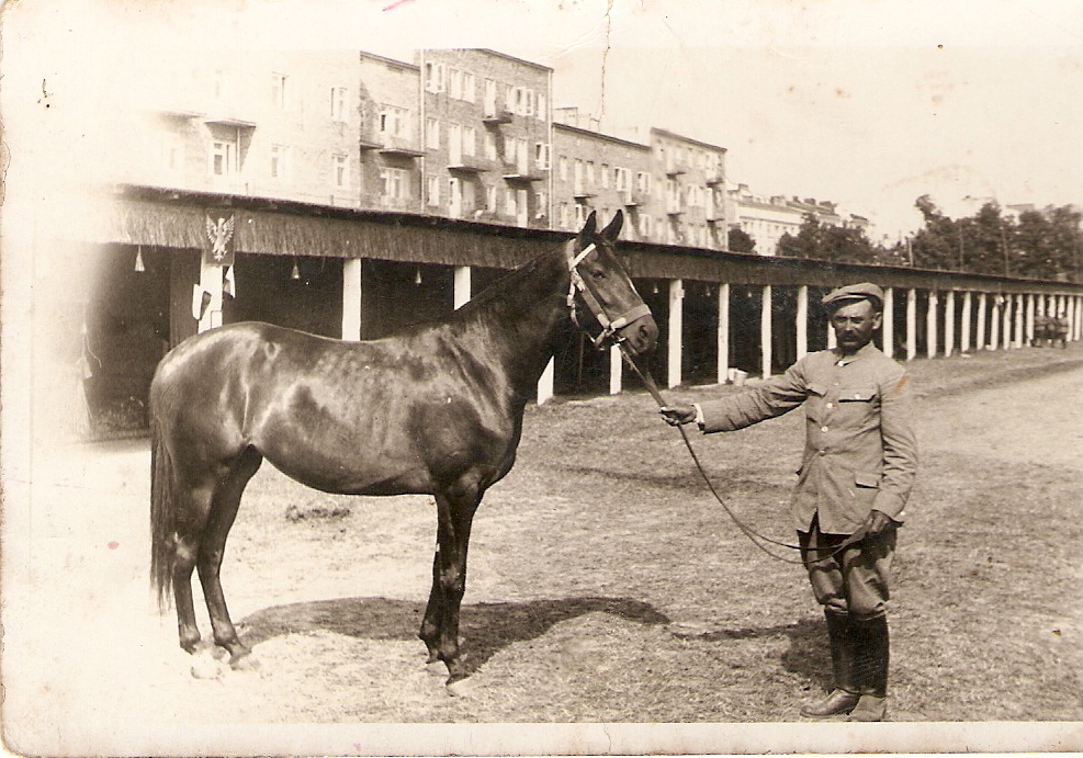 Aukcja koni dla wojska - Lublin