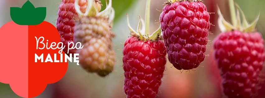 I Bieg Po Malinę - Sztafeta Jagodowa w Gminie Podegrodzie